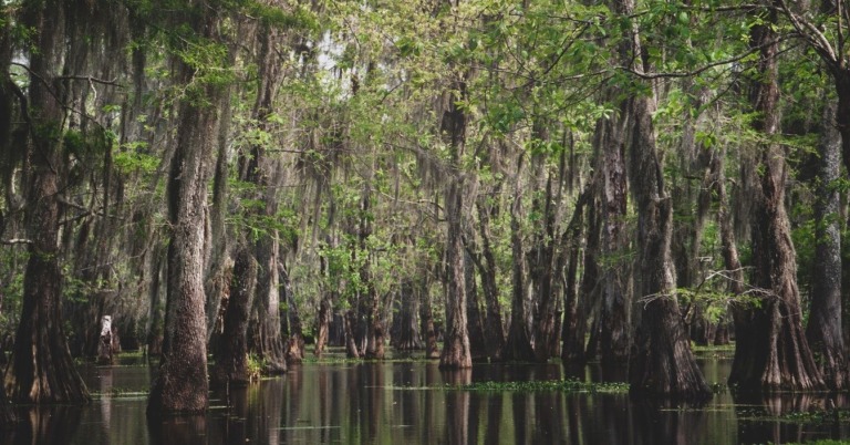 Adventure Guide: Top Five Things to do in Louisiana