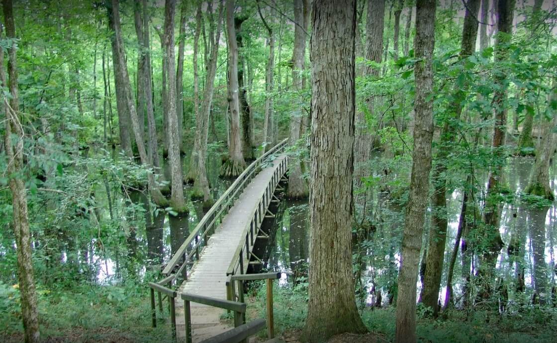 Cypress Swamp Mississippi