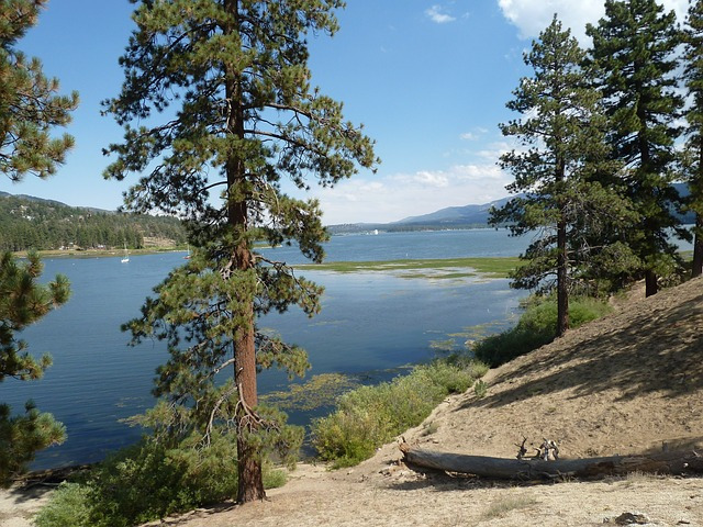 big bear, lake, forest