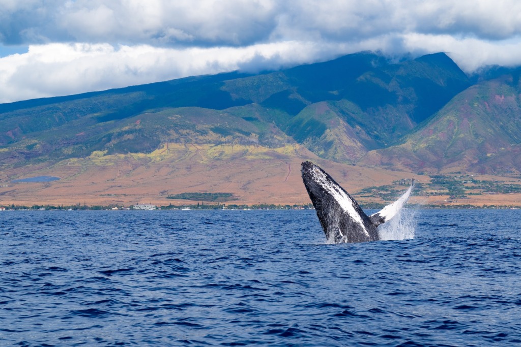 Lahaina, Maui, Hawaii