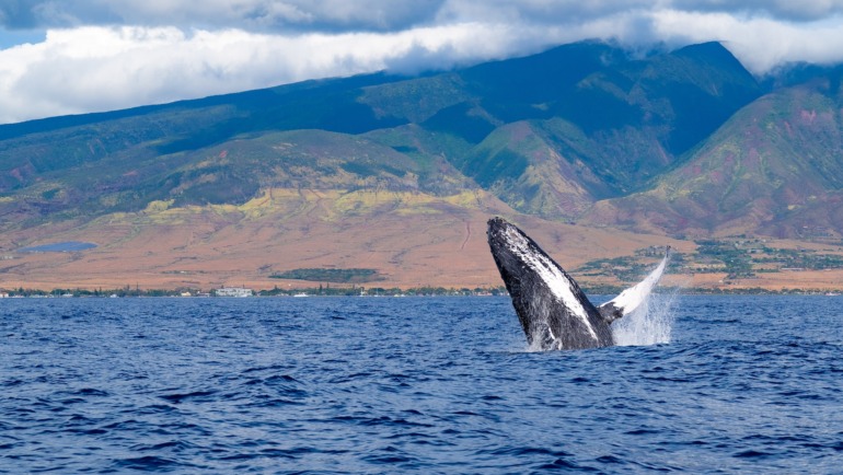 Lahaina, Maui, Hawaii