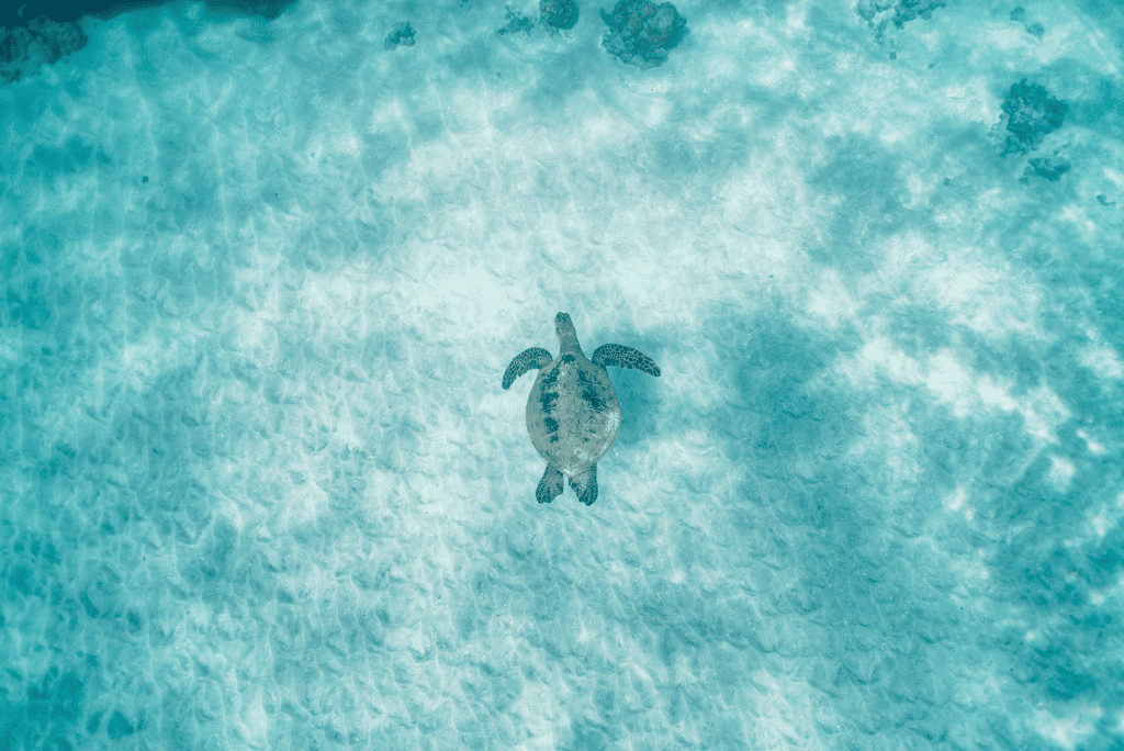 Turtle Beach - Head to the North Shore to See Green Sea Turtles in Their  Element – Go Guides