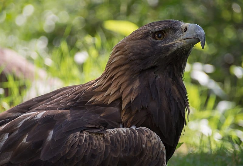 File:Golden eagle at ACES (11809).jpg