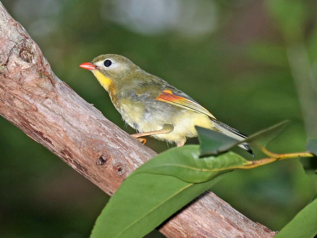 RED-BILLED LEIOTHRIX (9-18-2017) aiea loop trail, keaiwa h… | Flickr