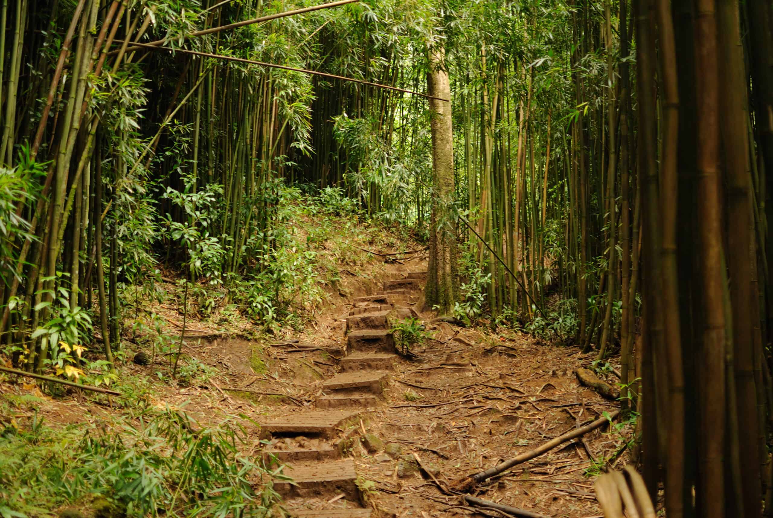 File:Manoa Falls Trail (8330330105).jpg - Wikimedia Commons