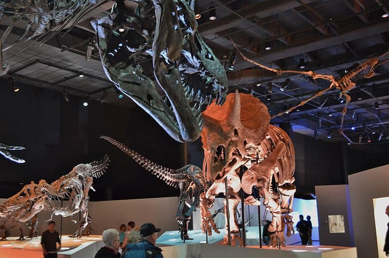 File:Fossil Exhibits at Morian Hall of Paleontology at the Houston Museum of Natural Science.JPG