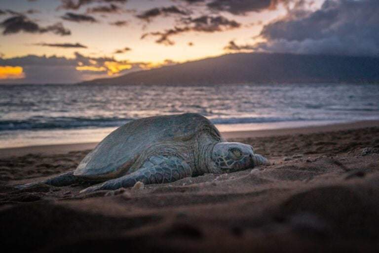 Sun, Sand, and Serenity: The Best Beaches in Kihei, Maui